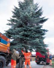 Foto: Dorit Wehmeyer, Ostsee-Zeitung - Untersttzung beim diesjhrigen Weihnachtsbaum